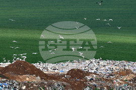 Село Ясеновец - депо за отпадъци - птици