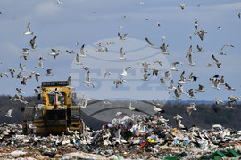 Село Ясеновец - депо за отпадъци - птици