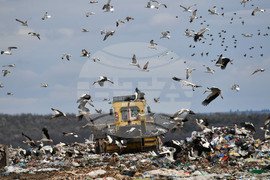 Село Ясеновец - депо за отпадъци - птици