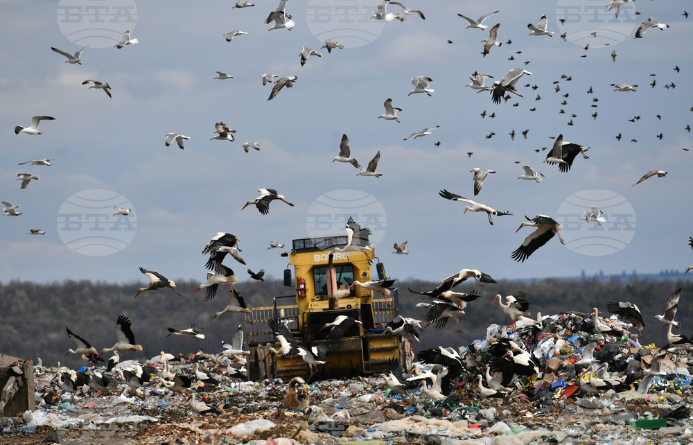Село Ясеновец - депо за отпадъци - птици