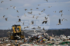 Село Ясеновец - депо за отпадъци - птици