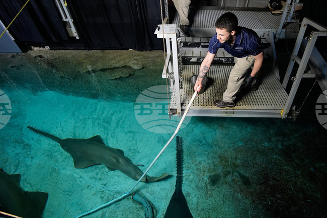 Vegas Shark Dietitians