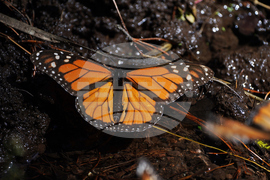 Mexico Monarch Butterflies