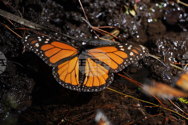 Mexico Monarch Butterflies