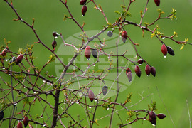 Разград - дъждовно време