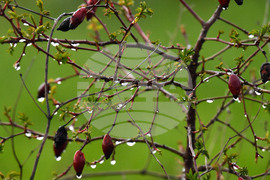 Разград - дъждовно време
