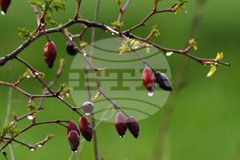 Разград - дъждовно време