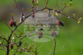 Разград - дъждовно време