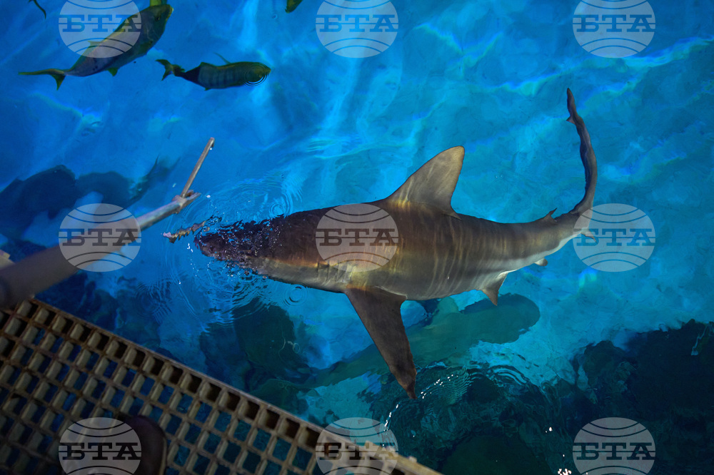 Vegas Shark Dietitians