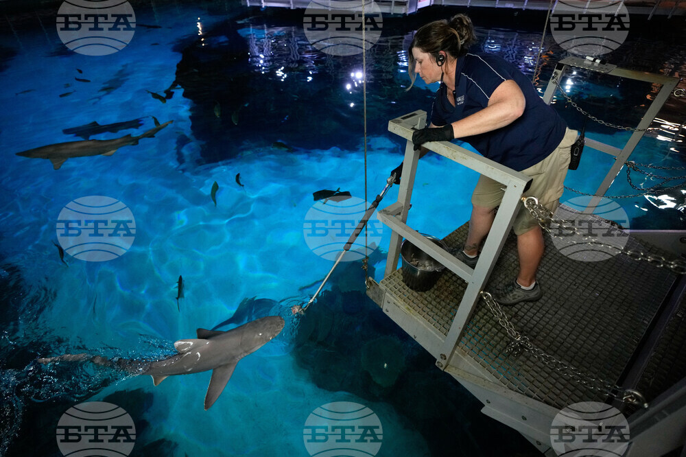 Vegas Shark Dietitians