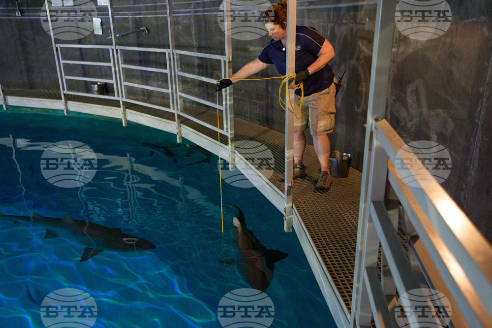 Vegas Shark Dietitians