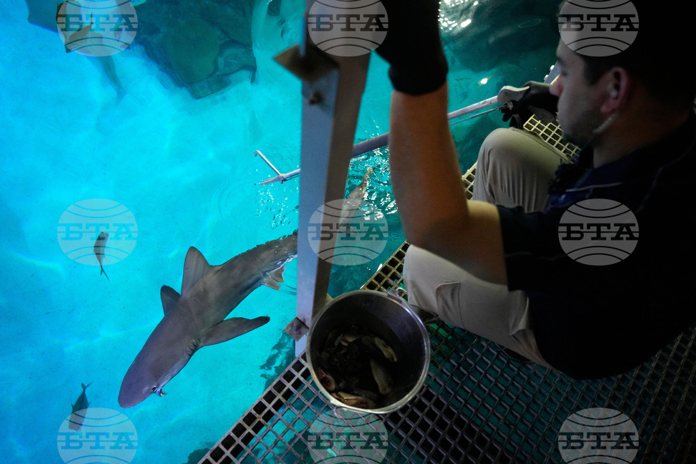 Vegas Shark Dietitians