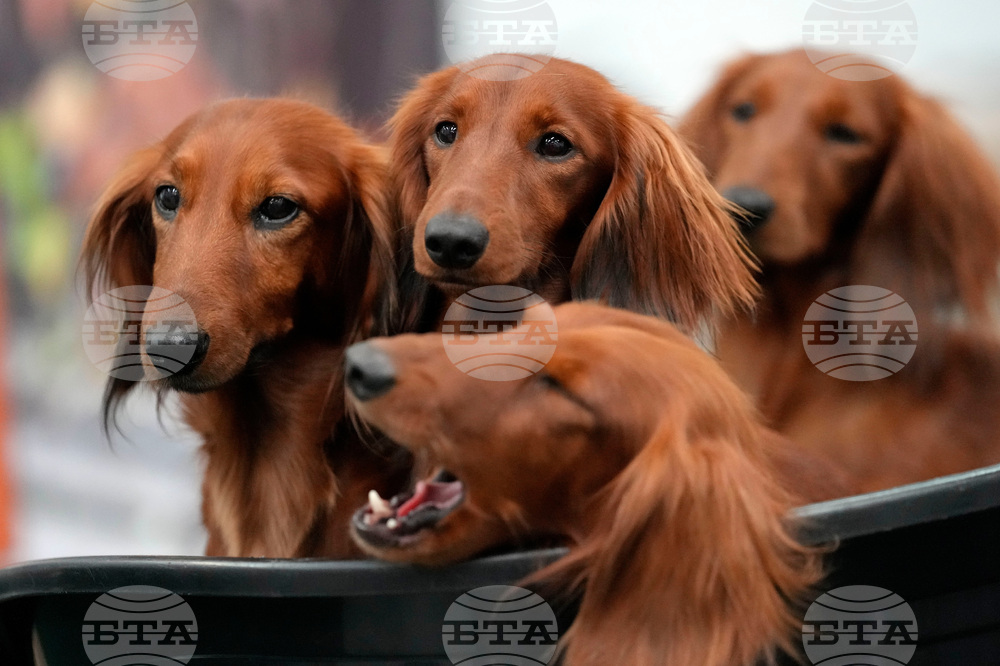 Dogs Popular Breeds