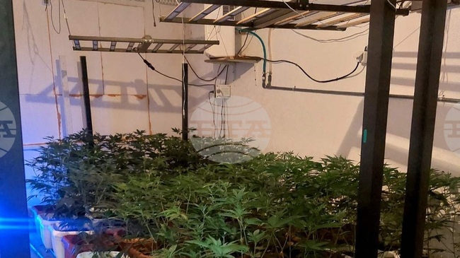 Две оранжерии за марихуана са разкрити при полицейска спецоперация в Русенско