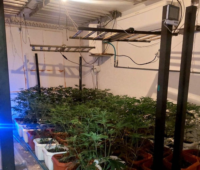 Две оранжерии за марихуана са разкрити при полицейска спецоперация в Русенско