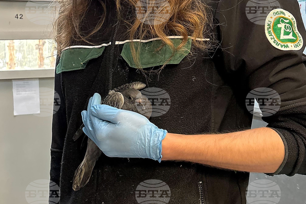 Poland Bird Hospital