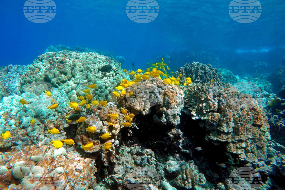 Aquarium Fish Harvesting