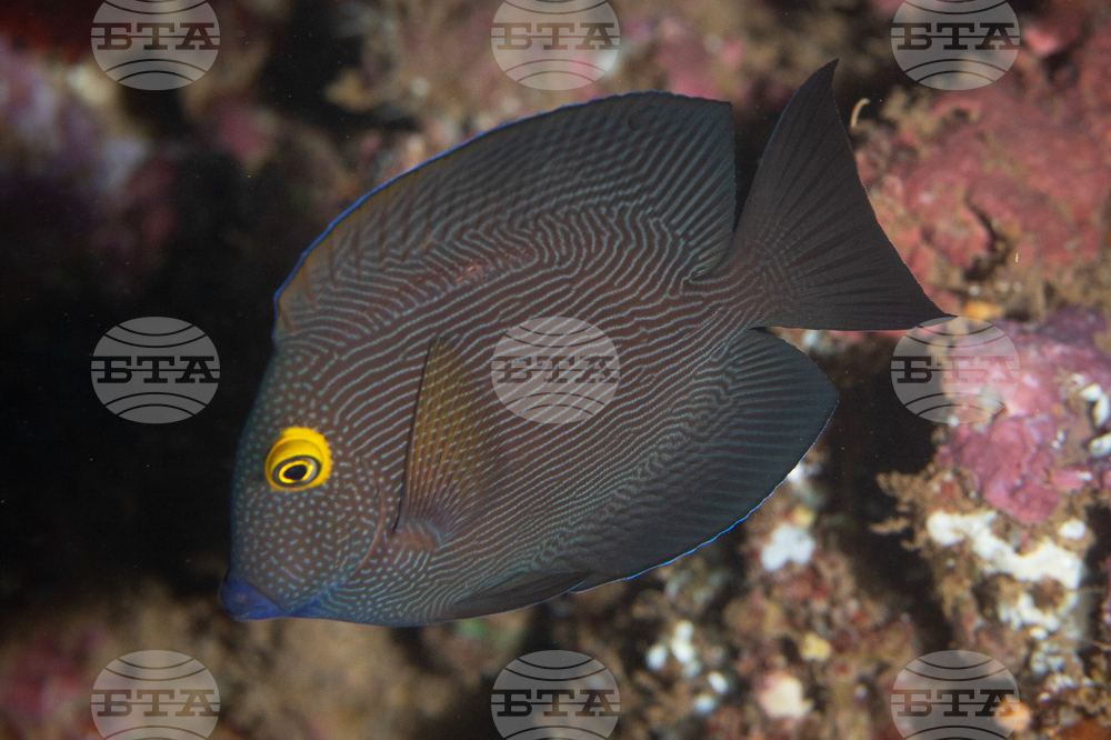 Aquarium Fish Harvesting