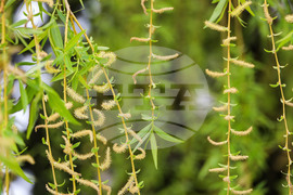 Бургас - Цветница - Връбница