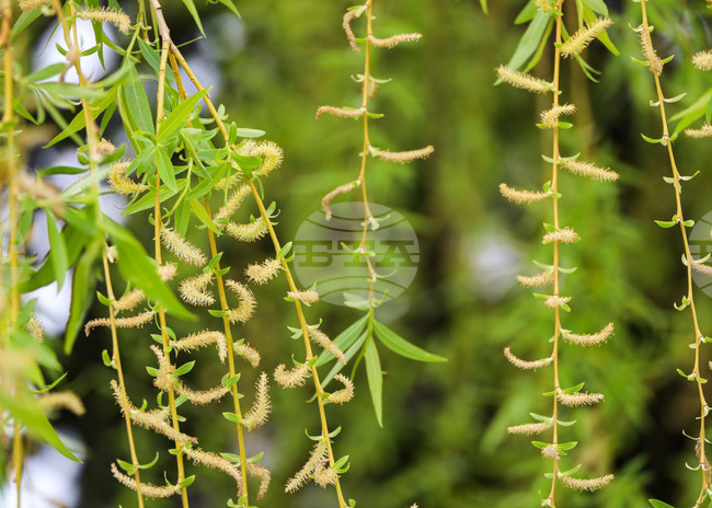 Нови дървета са засадени в парк "Стадиона" в Пазарджик