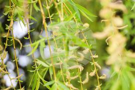 Бургас - Цветница - Връбница