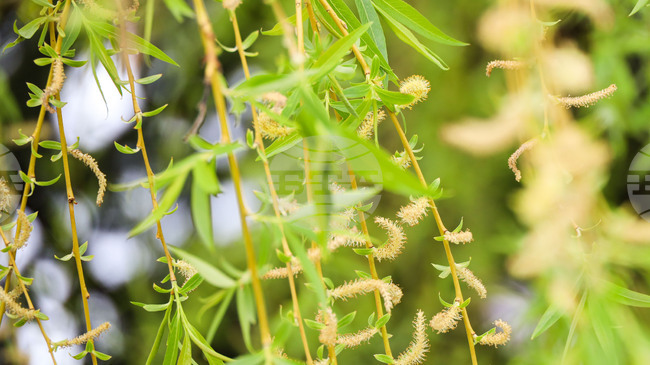 С десетдневна празнична програма в Бургас ще бъдат отбелязани Лазаровден, Цветница и Великден