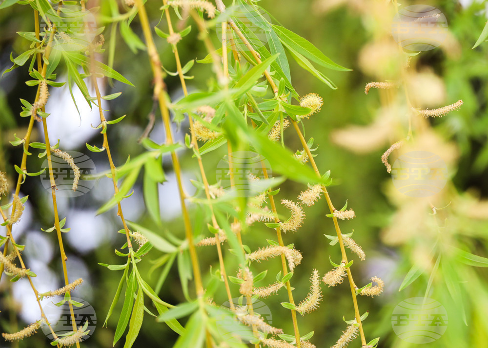 Бургас - Цветница - Връбница