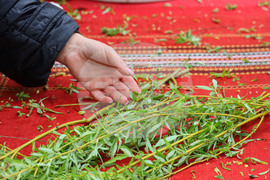 Бургас - Цветница - Връбница