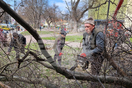Варна - премахване на опасни дървета