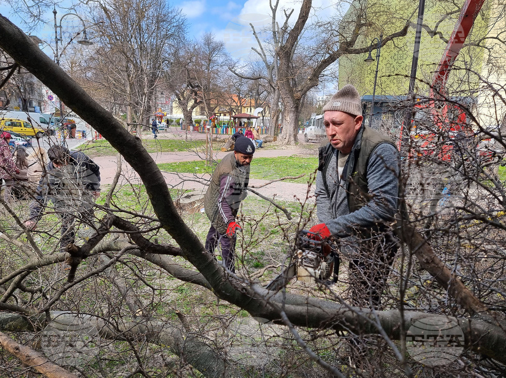 Варна - премахване на опасни дървета