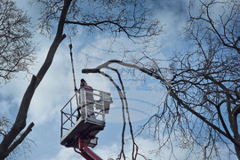 Варна - премахване на опасни дървета