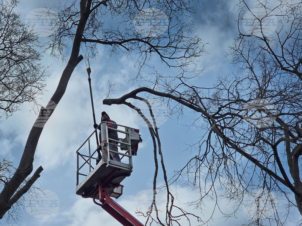 Варна - премахване на опасни дървета