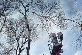 Варна - премахване на опасни дървета