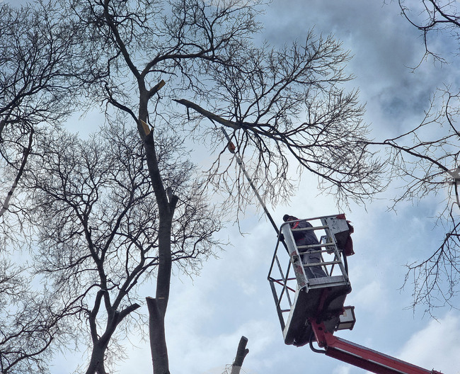Варна - премахване на опасни дървета