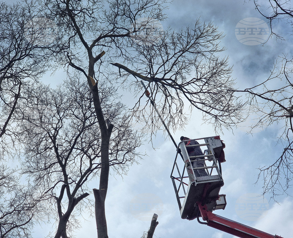 Варна - премахване на опасни дървета