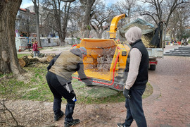 Варна - премахване на опасни дървета