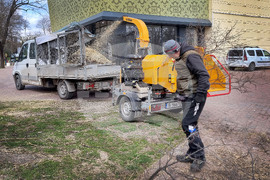 Варна - премахване на опасни дървета