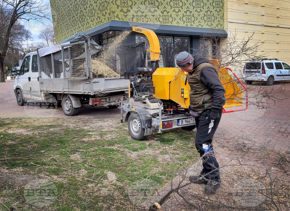 Варна - премахване на опасни дървета