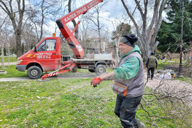 Варна - премахване на опасни дървета