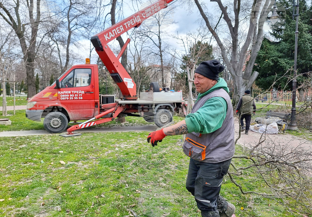 Варна - премахване на опасни дървета