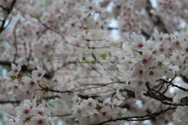 Румъния - Цветница