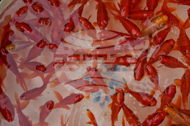 APTOPIX Iran Daily Life