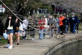 Washington Cherry Blossoms