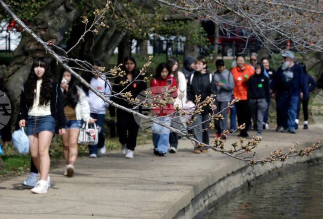 Washington Cherry Blossoms