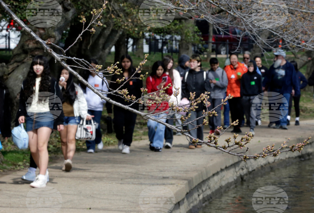 Washington Cherry Blossoms