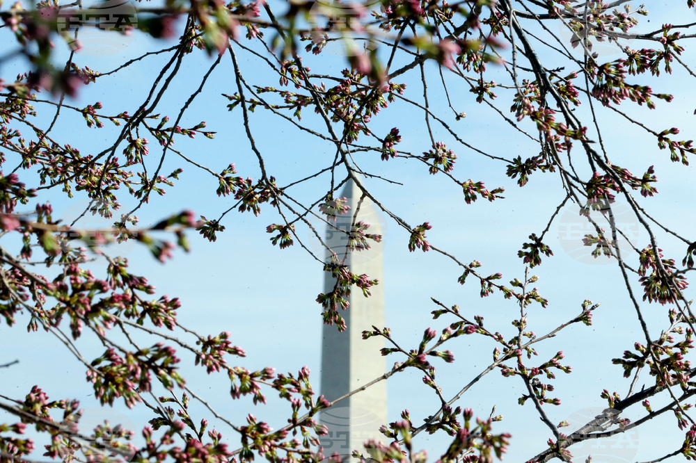 Washington Cherry Blossoms