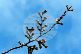 Washington Cherry Blossoms