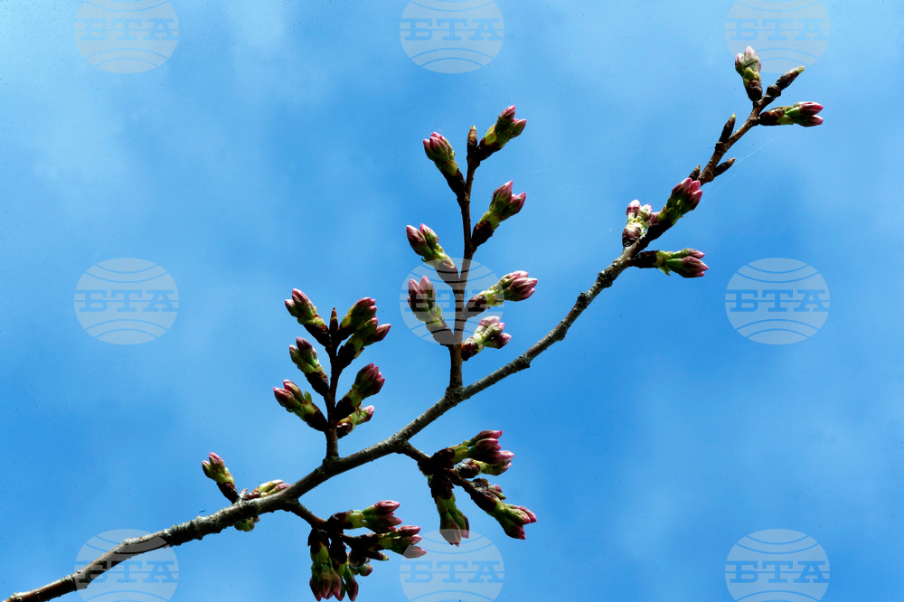 Washington Cherry Blossoms