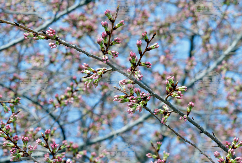 Washington Cherry Blossoms