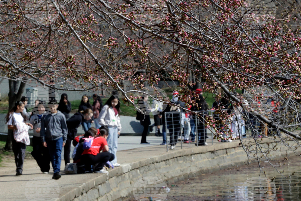 Washington Cherry Blossoms